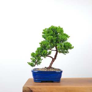 Japanese Juniper