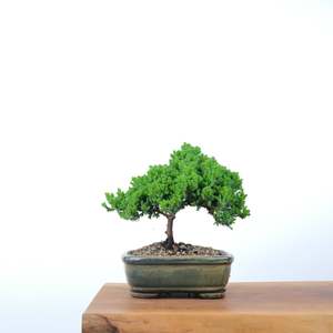 Japanese Juniper