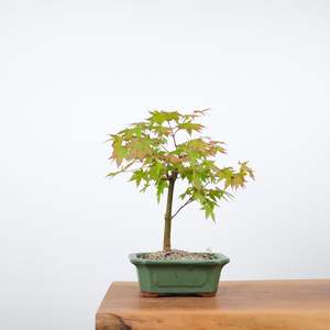 Japanese Maples: Japanese Maple