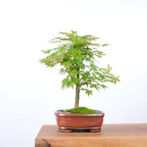 Japanese Maple