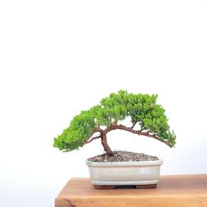 Japanese Juniper