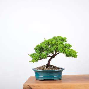 Japanese Juniper