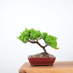 Japanese Juniper