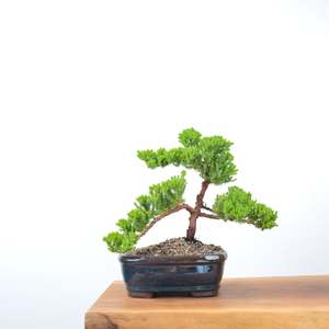 Japanese Juniper
