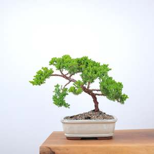 Japanese Juniper
