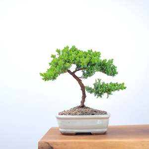 Japanese Juniper
