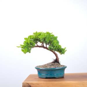 Japanese Juniper