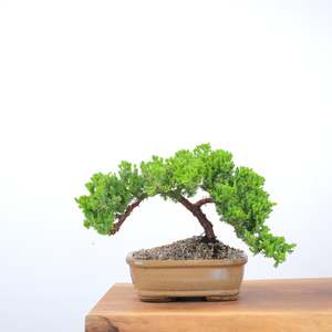 Japanese Juniper