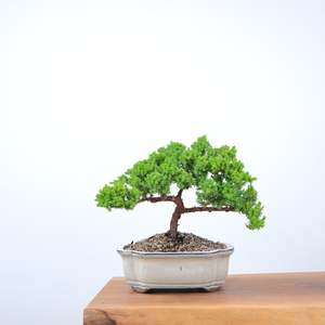 Japanese Juniper
