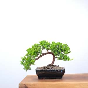 Japanese Juniper