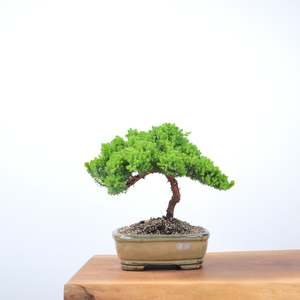 Japanese Juniper
