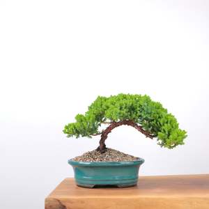 Japanese Juniper