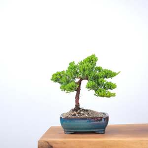 Japanese Juniper