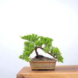 Japanese Juniper