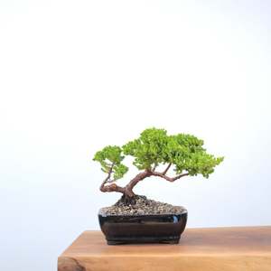 Japanese Juniper