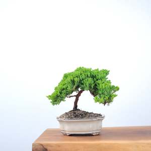 Japanese Juniper