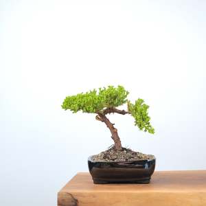 Japanese Juniper