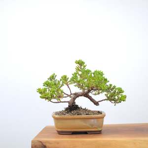 Japanese Juniper