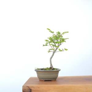 Chinese Elm