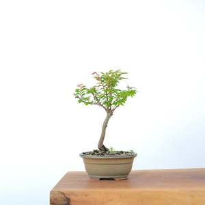 Chinese Elm