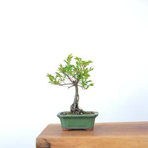 Chinese Elm