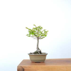 Chinese Elm