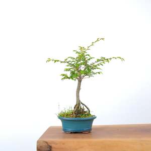 Chinese Elm