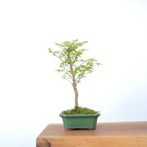Chinese Elm