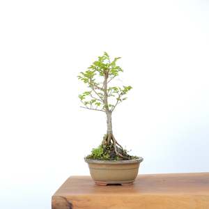 Chinese Elm