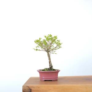 Chinese Elm