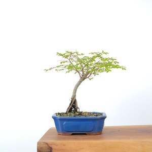 Chinese Elm