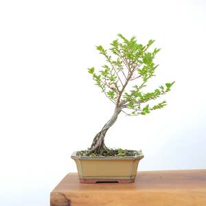 Chinese Elm