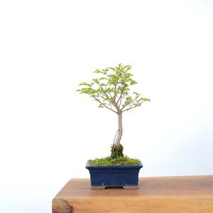 Chinese Elm