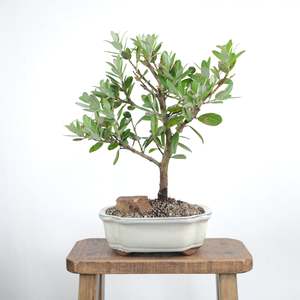 Bonsai Trees: Pohutukawa