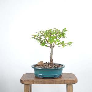 Chinese Elm