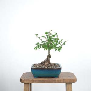 Chinese Elm