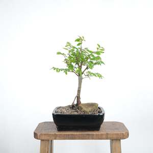 Chinese Elm
