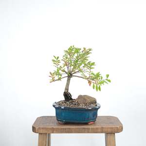 Chinese Elm