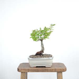 Chinese Elm