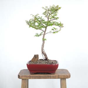 Chinese Elm