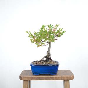 Chinese Elm