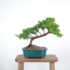 Japanese Juniper