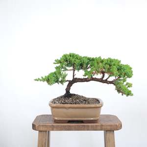 Japanese Juniper