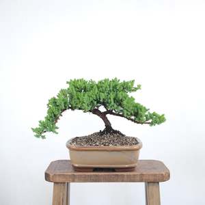 Japanese Juniper