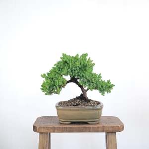 Japanese Juniper
