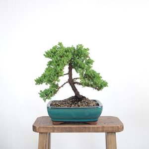 Japanese Juniper