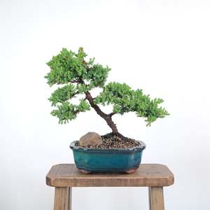 Japanese Juniper