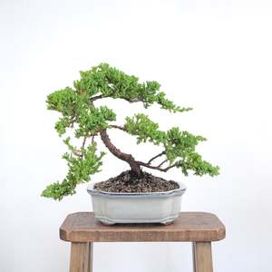 Japanese Juniper