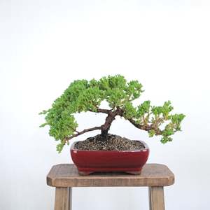Japanese Juniper
