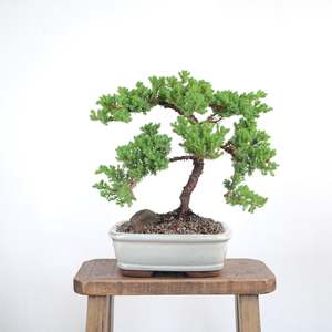 Japanese Juniper